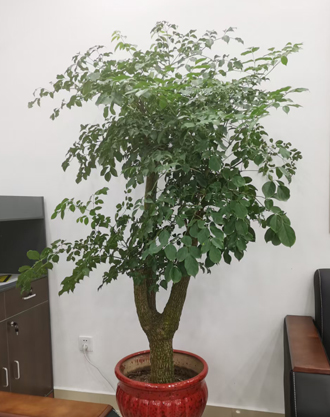 �����̻�����ֲ��